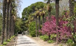  Никитский ботанический сад